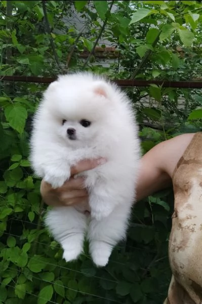 cuccioli di pomerania | Foto 0