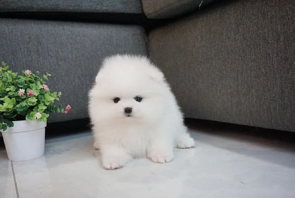 cuccuiku di spitz pomerania mini toy