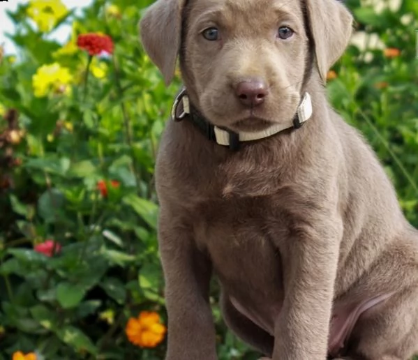 cuccioli di labrador  simpatici cuccioli di labrador cercano una casa per sempre. | Foto 0