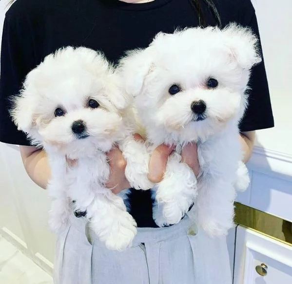 disponibili fantastici cuccioli di maltese t-cup.