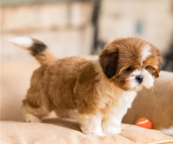 cuccioli di shih tzu per il richiamo | Foto 2