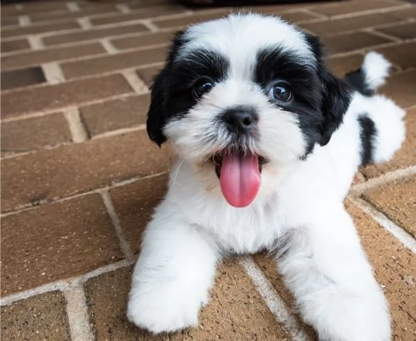 cuccioli di shih tzu per il richiamo | Foto 1
