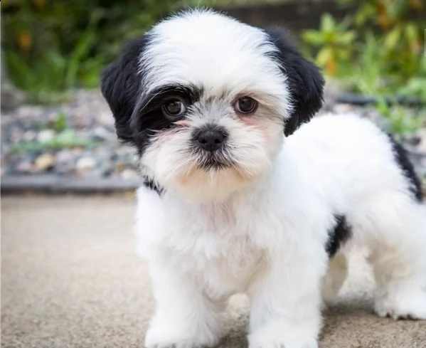 cuccioli di shih tzu per il richiamo