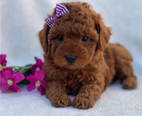 cuccioli di barboncino di razza