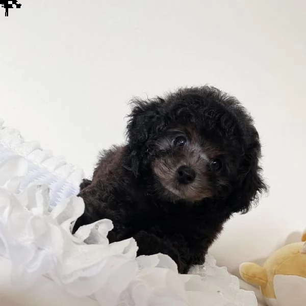 cuccioli di barboncino di razza | Foto 2