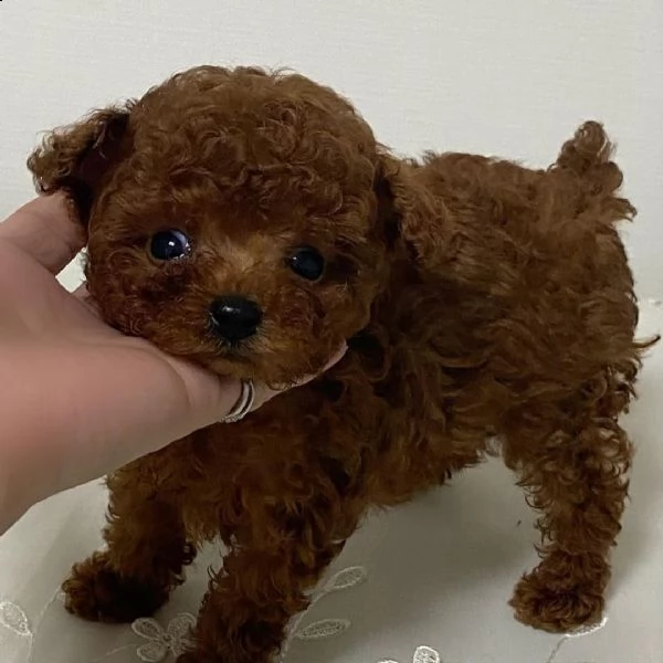 cuccioli di barboncino di razza | Foto 1