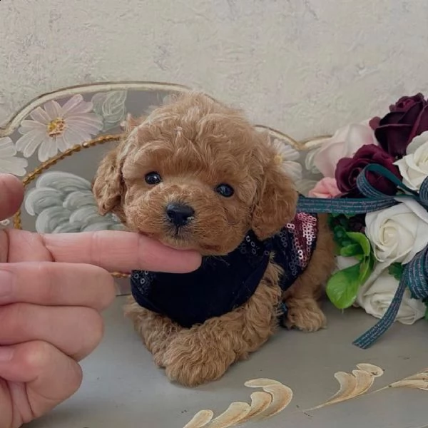 cuccioli di barboncino di razza | Foto 0