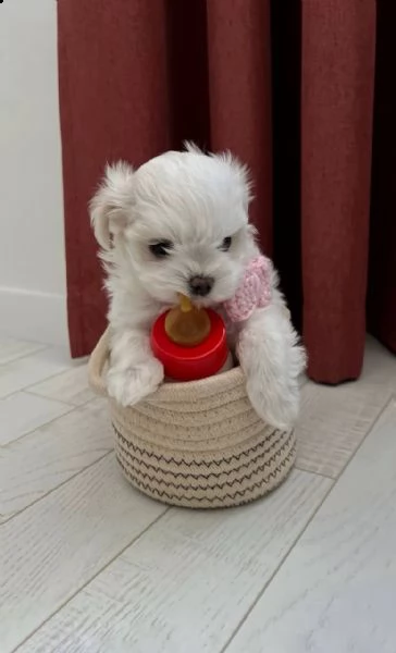 regalo  maltese mini toy)) | Foto 0