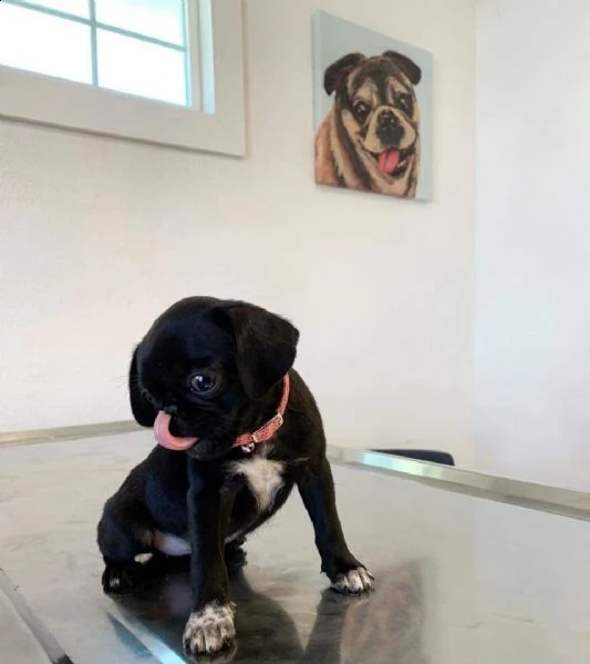 adorabile cucciolo di carlino in adozion