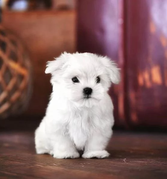 regalo  maltese mini toy// | Foto 0