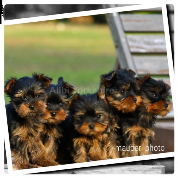 yorkshire e silky cuccioli pedigree enci affisso enci dna testato,perfetti | Foto 5