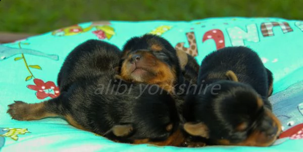 yorkshire e silky cuccioli pedigree enci affisso enci dna testato,perfetti | Foto 1