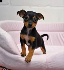 pinscher