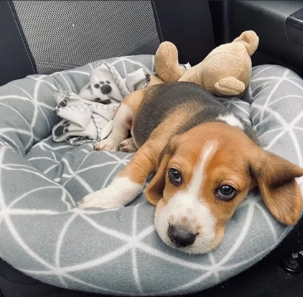 regalo beagle mini...  | Foto 0