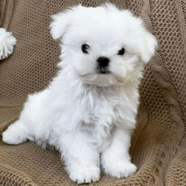 regalo  maltese mini toy/