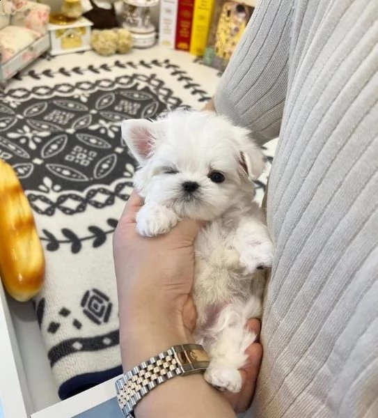 regalo  maltese mini toy | Foto 0