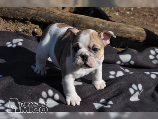 regalo cuccioli di bulldog inglese femminucce e maschietti 