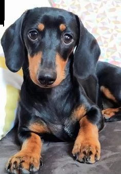 regalo bassottto nana | Foto 0