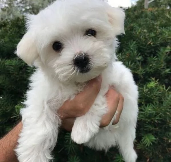 regalo maltese toy .......................