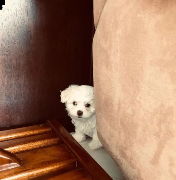 regalo maltese toy ....................... | Foto 0