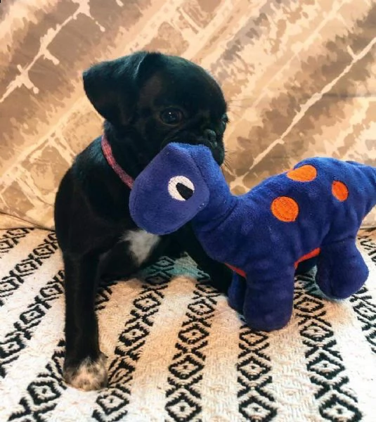 adorabile cucciolo di carlino in adozione