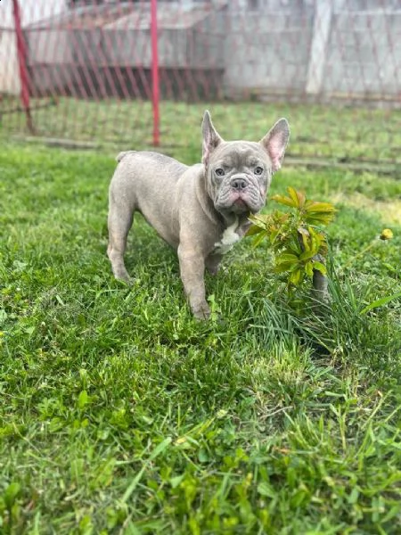 american pitbull terrier e bulldog francese esotico cuccioli in vendita | Foto 6