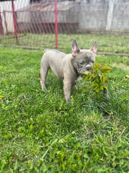 american pitbull terrier e bulldog francese esotico cuccioli in vendita | Foto 5