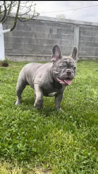 american pitbull terrier e bulldog francese esotico cuccioli in vendita | Foto 3