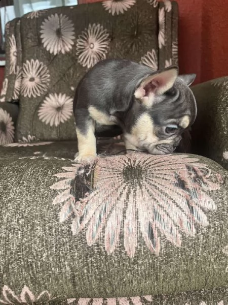 american pitbull terrier e bulldog francese esotico cuccioli in vendita | Foto 1