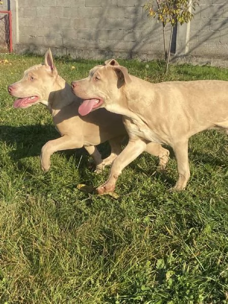 american pitbull terrier e bulldog francese esotico cuccioli in vendita | Foto 0