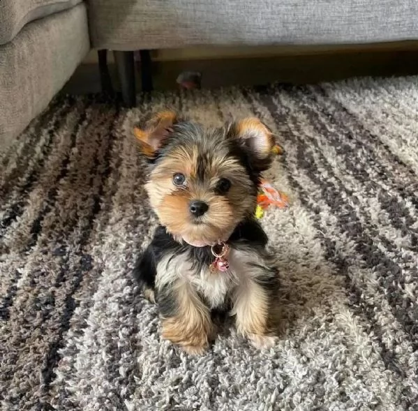 cuccioli di yorkshire terrier in adozione