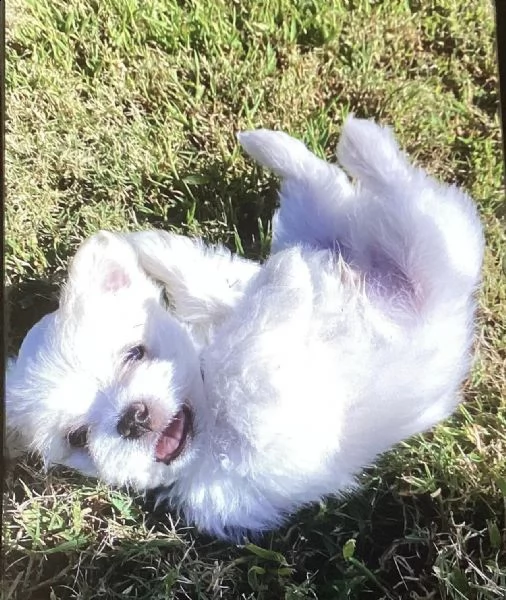 cuccioli maltesi maschio e femmina!! | Foto 0