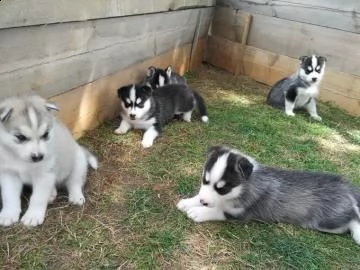 cuccioli di husky siberiano disponibili per la vendita