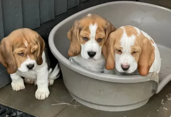 beagle registrati akc | Foto 4