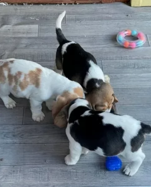 beagle registrati akc