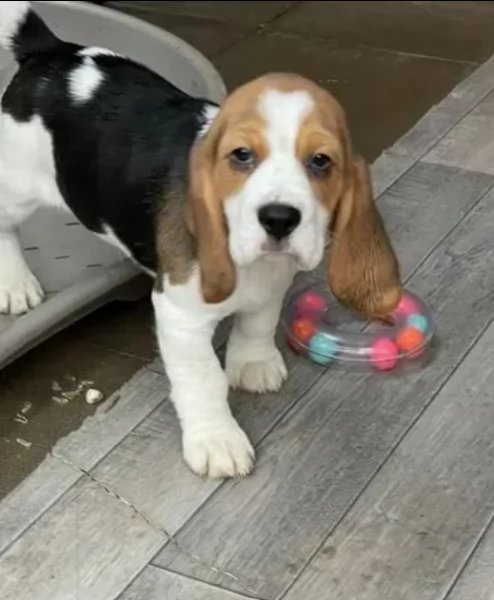 beagle registrati akc | Foto 3