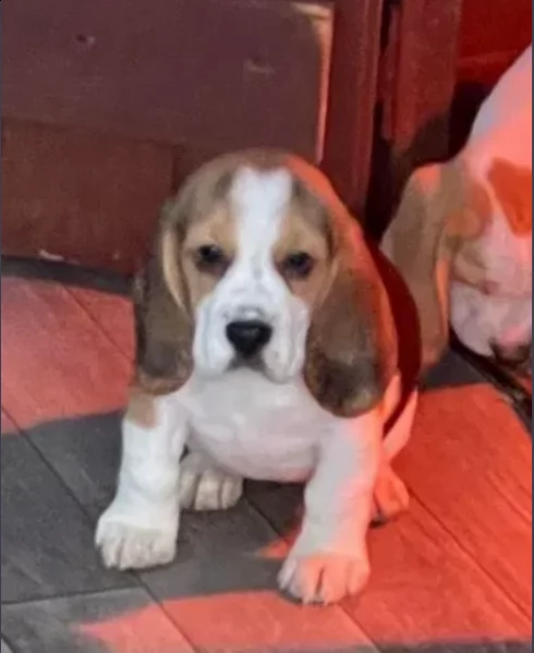 beagle registrati akc | Foto 0