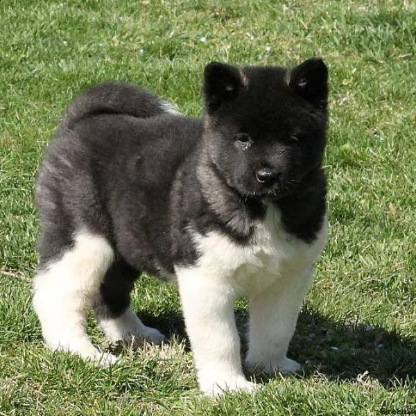  abbiamo 7 bellissimi cuccioli di akita | Foto 0
