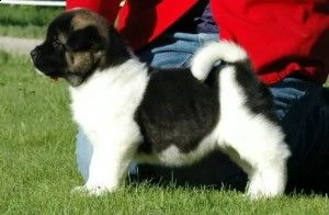 abbiamo 7 bellissimi cuccioli di akita