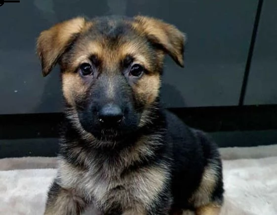 bellissimi cuccioli di pastore tedesco massicci | Foto 0