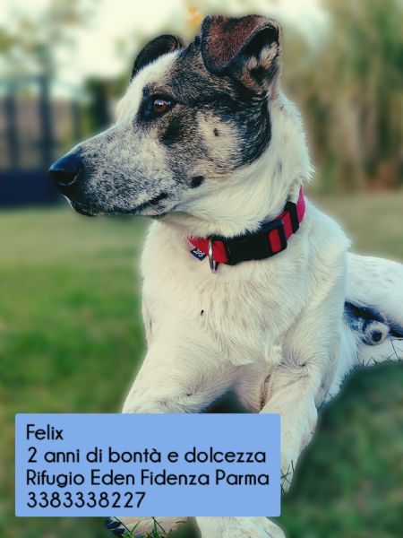 Felix ti aspetta vieni a conoscerlo a Parma Rifugio Eden | Foto 8