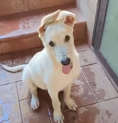 SID cucciolo meraviglioso di 4 mesi cerca casa 