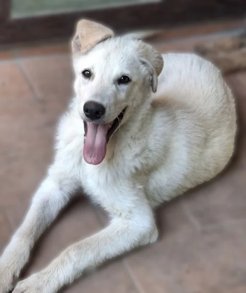 SID cucciolo meraviglioso di 4 mesi cerca casa  | Foto 4