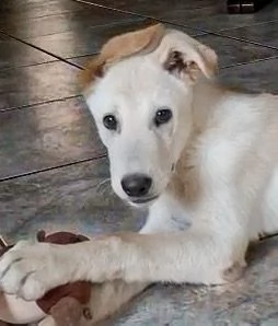 SID cucciolo meraviglioso di 4 mesi cerca casa  | Foto 3