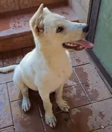 SID cucciolo meraviglioso di 4 mesi cerca casa  | Foto 2