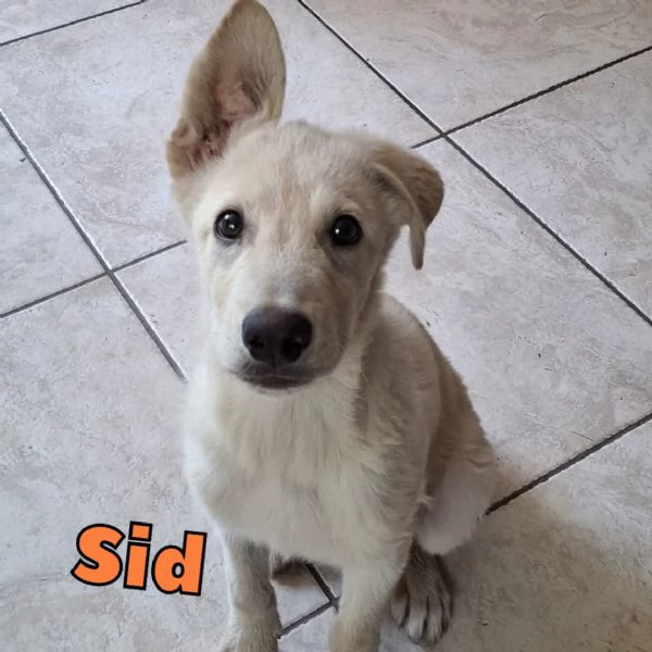 SID cucciolo meraviglioso di 4 mesi cerca casa  | Foto 1