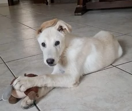 SID cucciolo meraviglioso di 4 mesi cerca casa  | Foto 0
