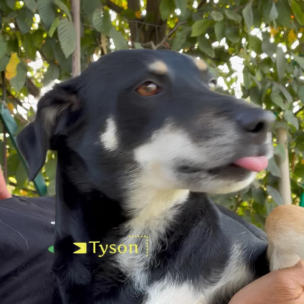 Tyson adottato da cucciolo e abbandonato all’età di 3 anni cerca una nuova opportunità  | Foto 4