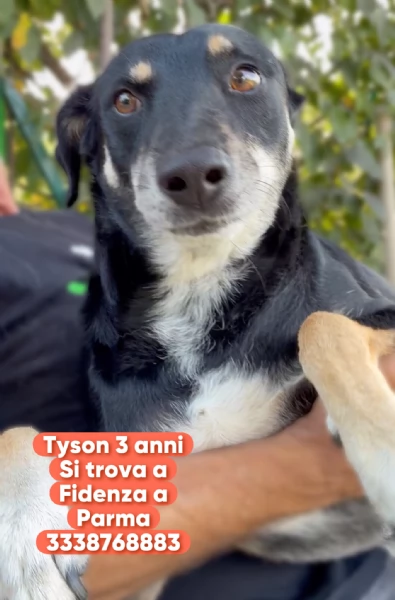 Tyson adottato da cucciolo e abbandonato all’età di 3 anni cerca una nuova opportunità  | Foto 3