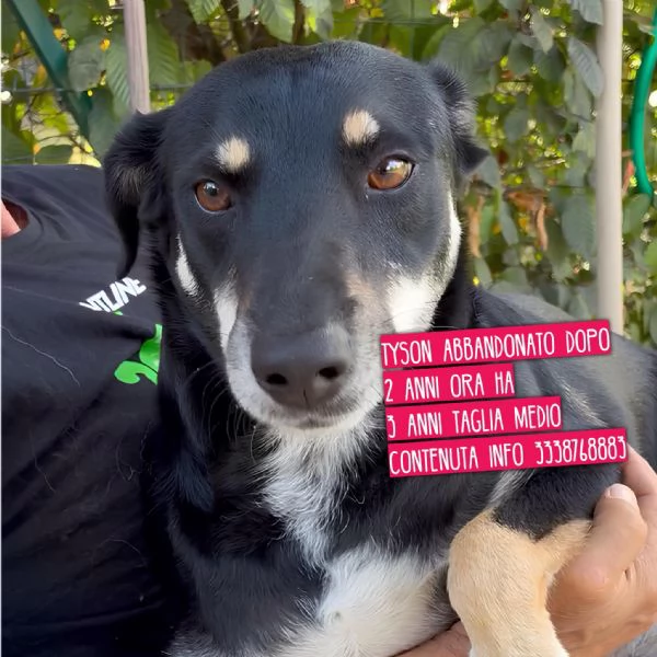 Tyson adottato da cucciolo e abbandonato all’età di 3 anni cerca una nuova opportunità  | Foto 2